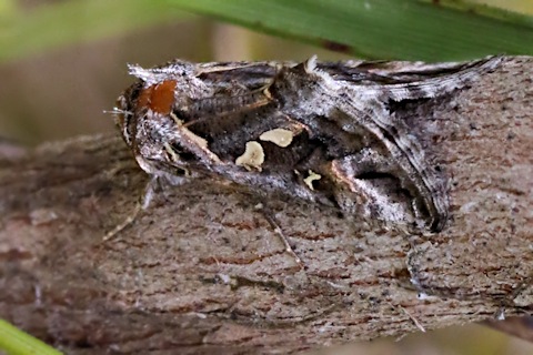 Tobacco Looper Moth (Chrysodeixis argentifera)